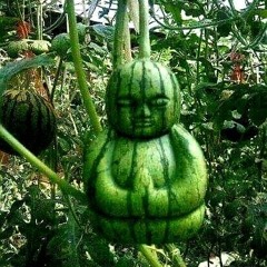 asshole