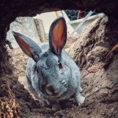 Rabbit Hole