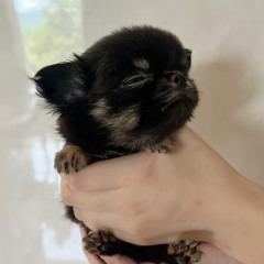 SEIYA — Micro–Teacup Chihuahua Available Germany | Tiara Pet