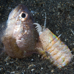 Bobbit Worm (First Summation)