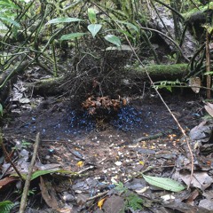 YUS Conservation Area, Huon Penninsular, Papua New Guinea