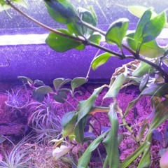 Monte avec Boubou-Live tribe (korgE2S+TD3)