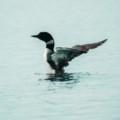 Loons Are Falling From The Air