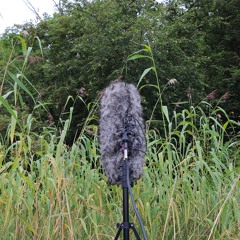 Wind Through Reed Gusts Rustling Whispering Chattering Scary_ST MIX