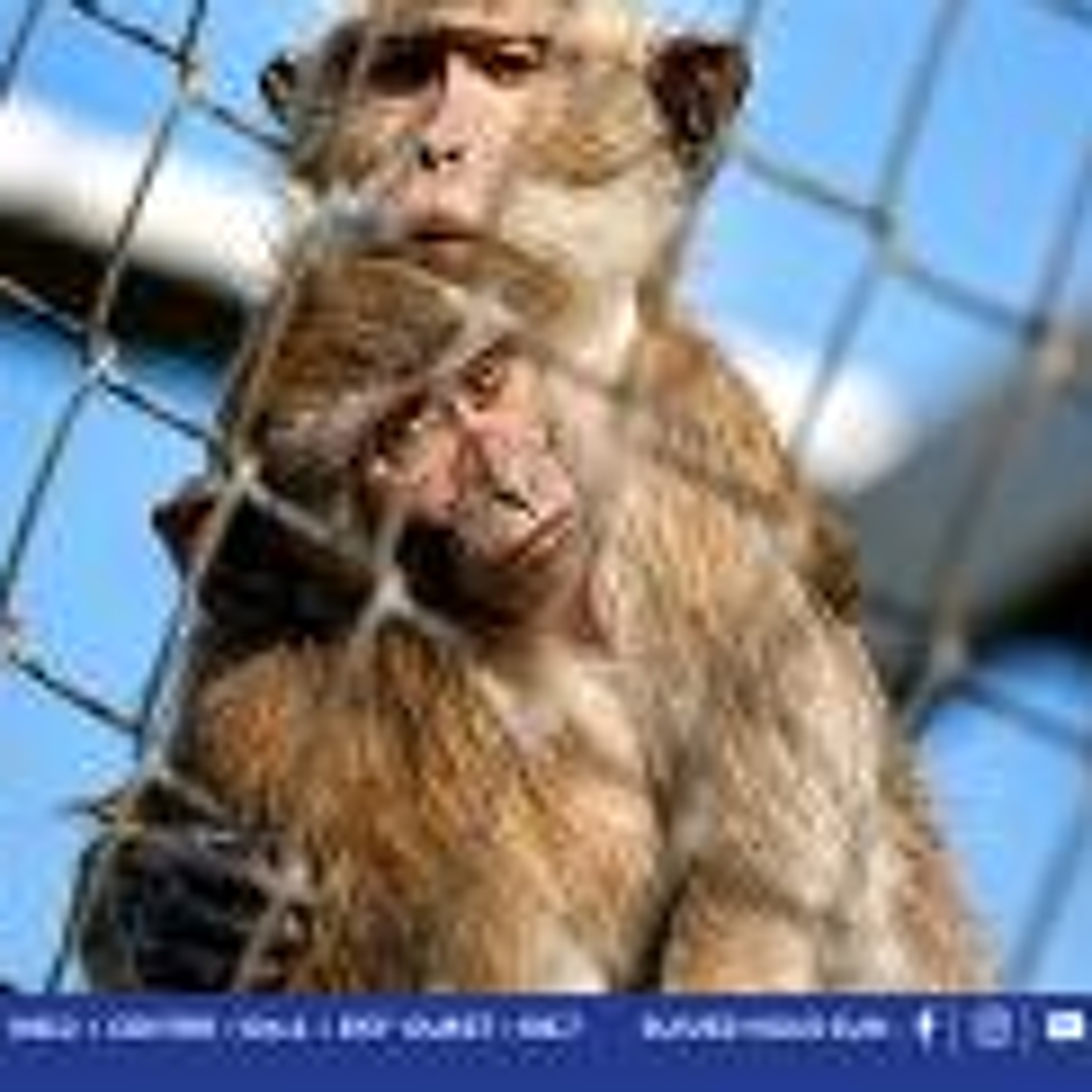Macaques saisis à Jin Fei : Hammerhead engage une action civile et réclame Rs 8,3 milliards pour manque à gagner episode artwork