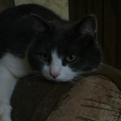 Dj Yaroslavlev B2B HelloEltsov - In Organic We Trust