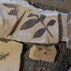 Stonerose Fossil Center