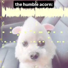 #THEHUMBLEACORN