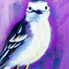 White Wagtail