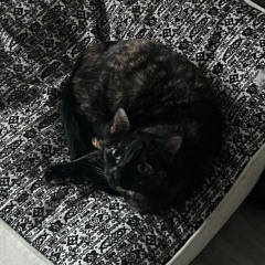 cat cafe