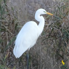 White Heron [disquiet0464]
