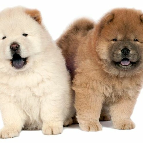 chow chow online