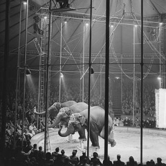Circus