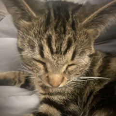 KITTEN (ik sum) [prod.sal]