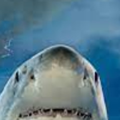 Sharkhead Solution DRAFT