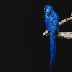 Hilda Paredes, Chaczidzib