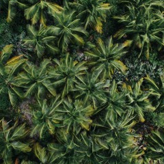 Afro House, Melodic | Dominican