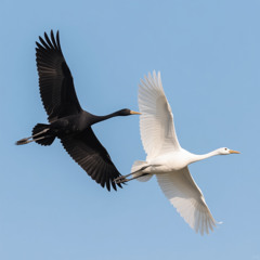 Я ищу, где сердце дышит.