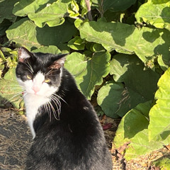 ライラック(Demo)