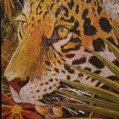 Fun Set - Just Because :)