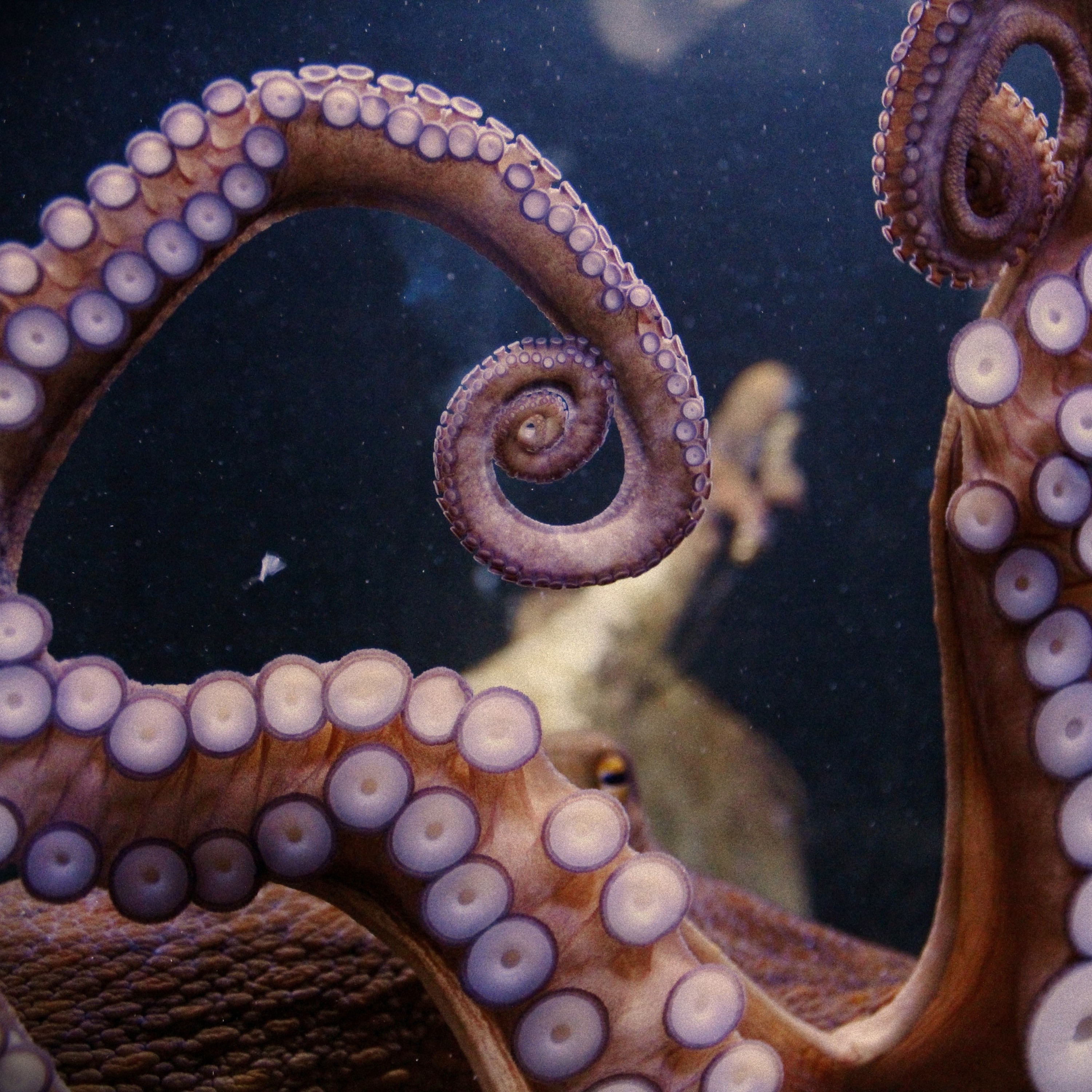 Cephalopods episode artwork