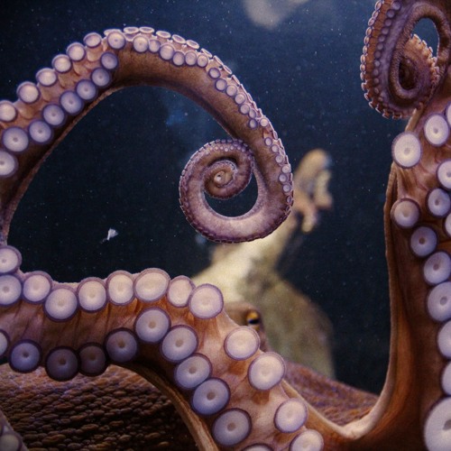 Cephalopods