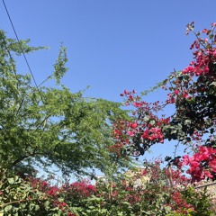 عزیز جون-امل ساین