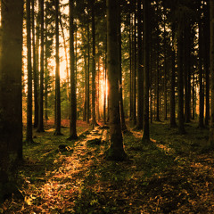 Rhythm of the Forest