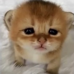 Lil’ Weiner [flip]