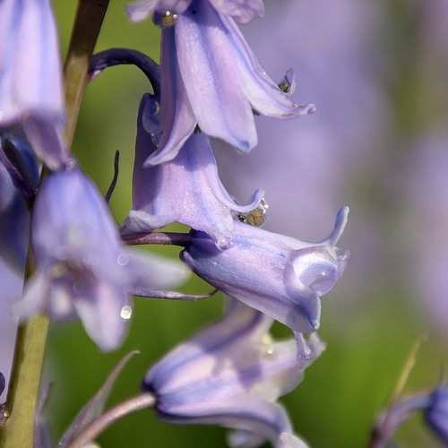 Purple Hyacinth - Fulcran's music box