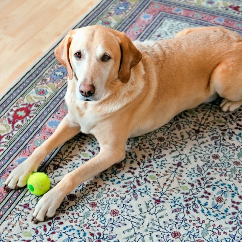 Can I Take My Dog Into Field And Stream