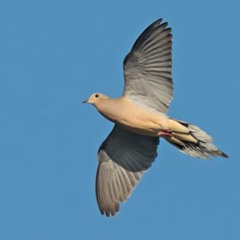 Bird Freestyle
