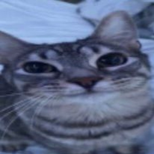 cat.