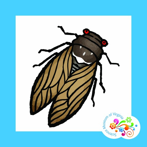 Question Your World - What's the buzz about cicadas this spring?