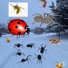 snow bugs_20240128