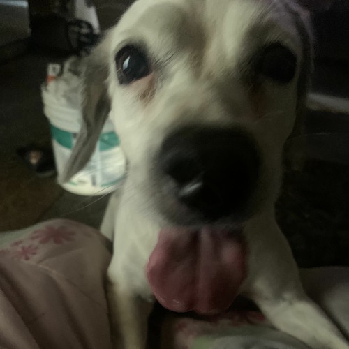 Stream Skibidi Rizz Rizz Song by twinjamin | Listen online for free on ...