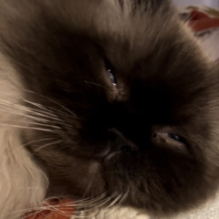 Fall In Love (Slum Village)