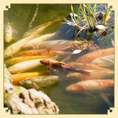 Lofi Japan - Japanese Beats 🇯🇵