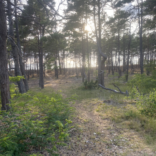 IMALIVE + RATBOWL (hella stitches)