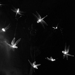 firefly