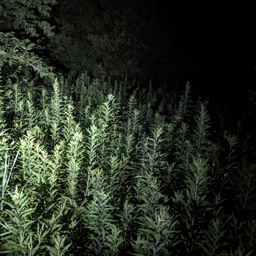 Minimal - Ethereal Techno