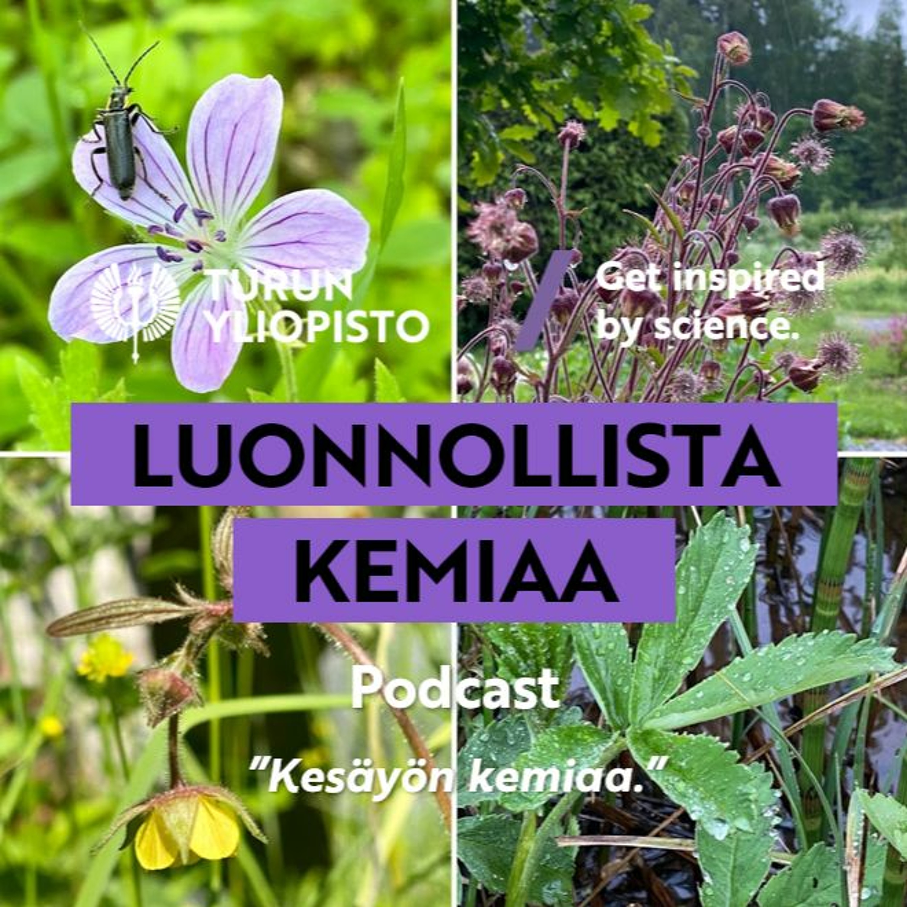 Luonnollista kemiaa: Kesäyön kemiaa episode artwork