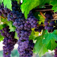 سلسلة عظات "أرض الموعد" - د. ثروت ماهر - خدمة السماء على الأرض - مصر - صيف 2023