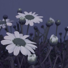 DAISY CIRCUS