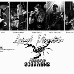 Animal Magnetism - Scorpions Tribute Band Live Medley