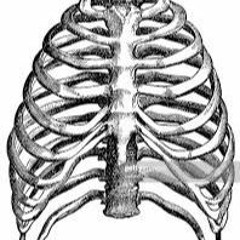 RIB CAGE(prod by. Young Tred)