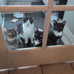 The Kitties' Christmas (Lyrics by K. Talaro)