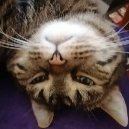 Stream heya Listen to (Demonic Little Grey Cat) playlist online for