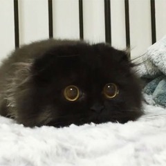 Притистрит - Putana