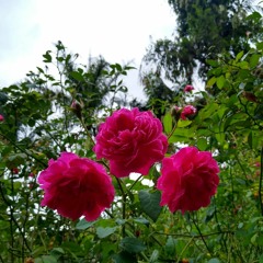 17.12.2022 - Livro BOA NOVA - Lição O SERVO BOM - PARÁBOLA DOS TALENTOS (4)